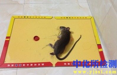粘鼠板檢測