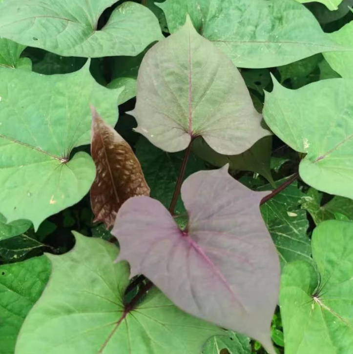 種植業產品檢測